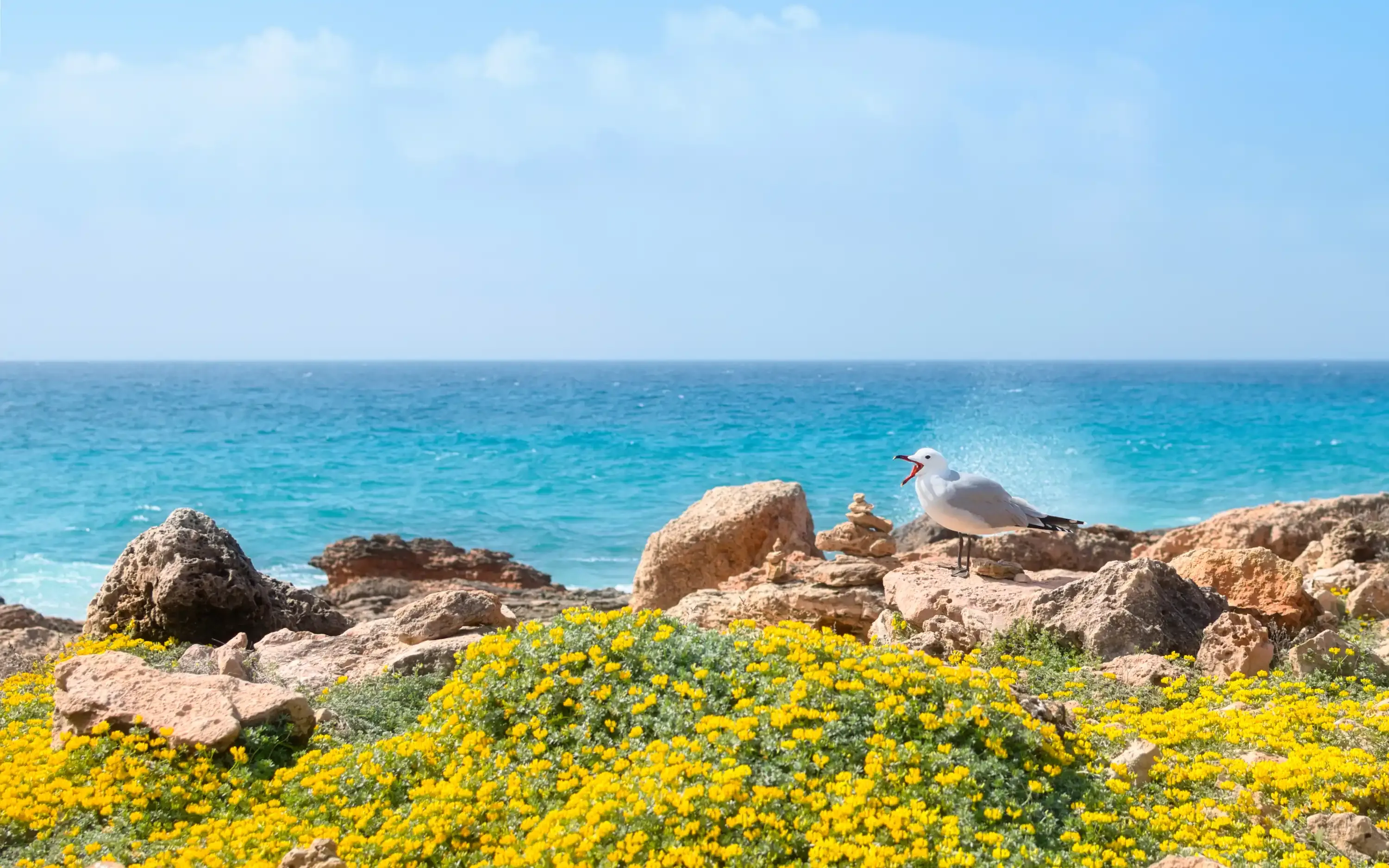 Login background photo of a Seagull, Cap de ses Salines by Lukas Neugebauer.
