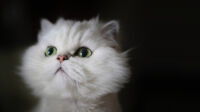 Neos 4.2 Snowdrop.jpg